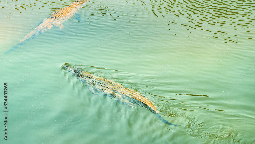top view of river crocodiles swimming in Asia