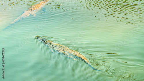 top view of river crocodiles swimming in Asia