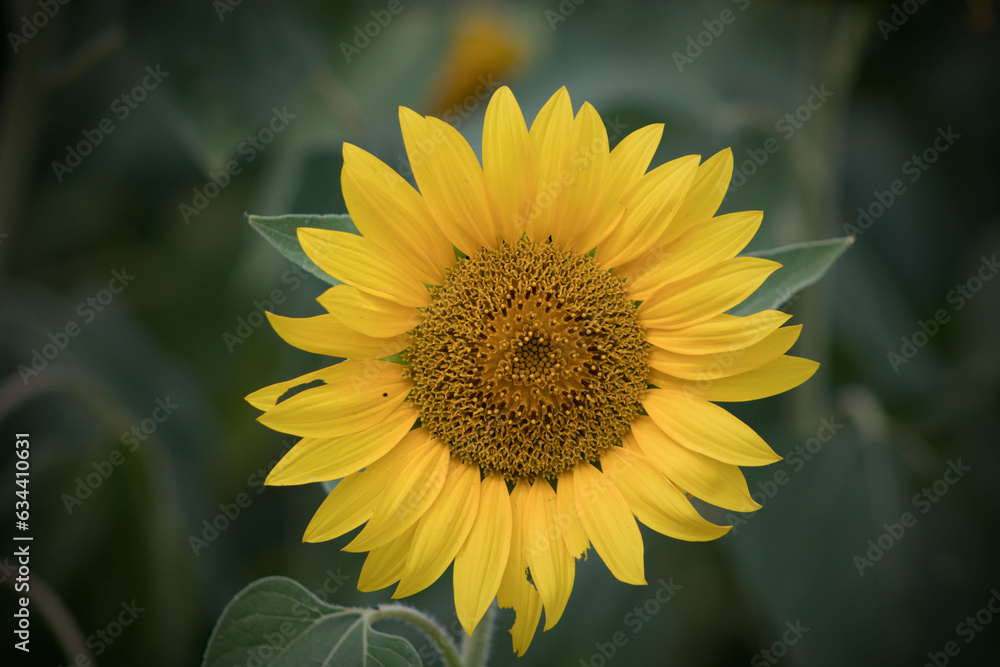 sunflower in the field sunflower in the field