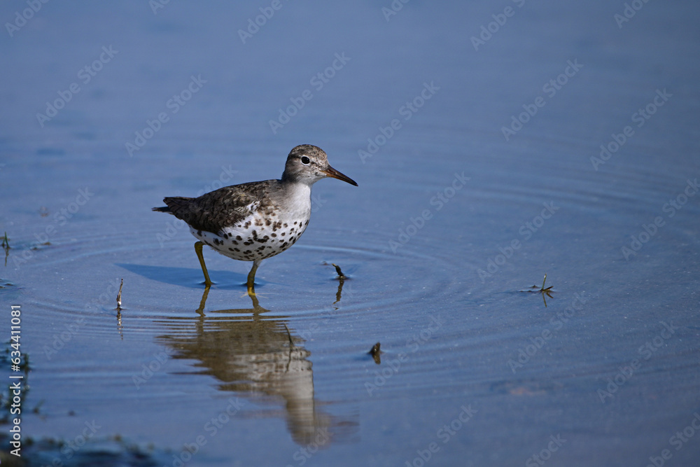 Close up of a Spotted Sandpiper bird wading along the shore of a lake Close up of a Spotted Sandpiper bird wading along the shore of a lake