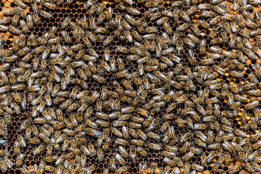 Colony of bees on honeycomb in apiary. Beekeeping in countryside. Wooden frame with honeycombs, closeup Colony of bees on honeycomb in apiary. Beekeeping in countryside. Wooden frame with honeycombs, closeup