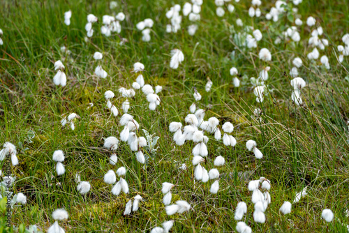 Beautiful cotton grass, growing in Iceland typically found in bogs and wetland areas photo