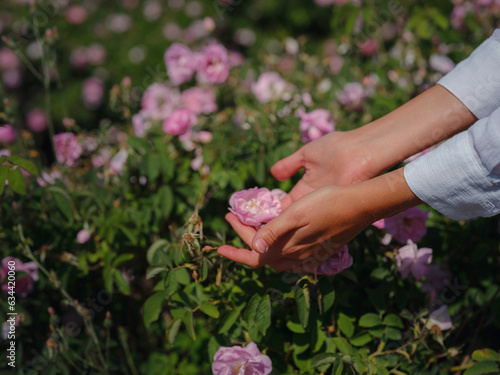 woman picking roses in Field of Damascena roses in sunny summer day . Rose petals harvest for rose oil perfume production. village Guneykent in Isparta region  Turkey a real paradise for eco-tourism.