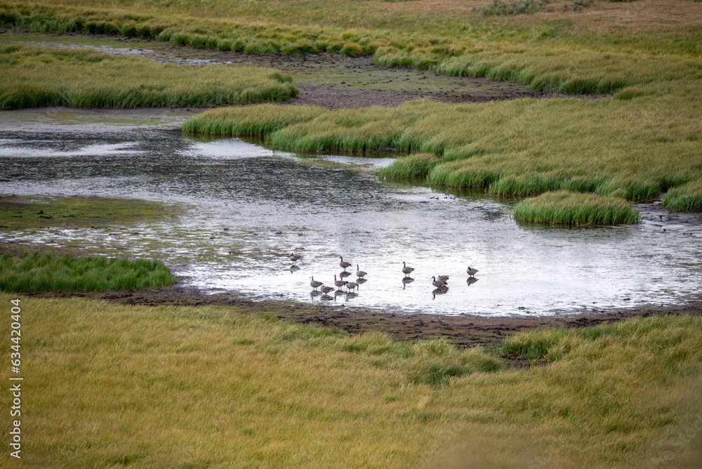 nature scenes in hayden valley yellostone wyoming