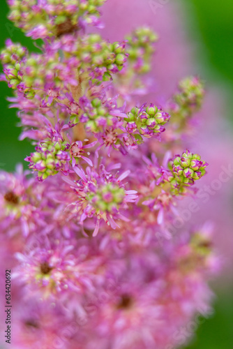 Blossomed wild plant in pink color, note shallow depth of field