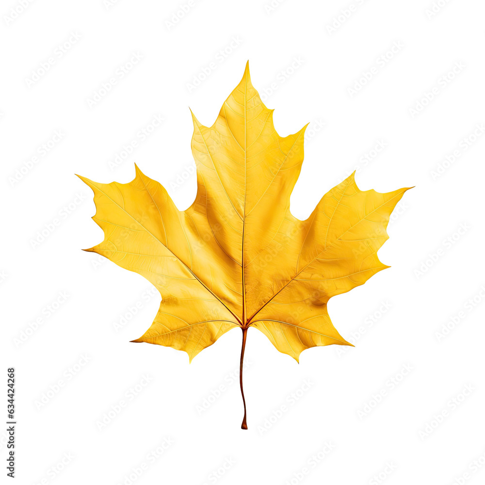 transparent background with a lone yellow leaf transparent background with a lone yellow leaf