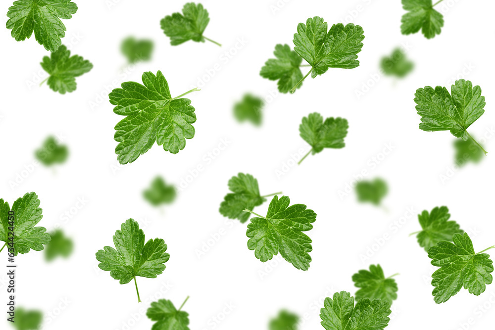Falling Gooseberry Leaf isolated on white background, selective focus Falling Gooseberry Leaf isolated on white background, selective focus