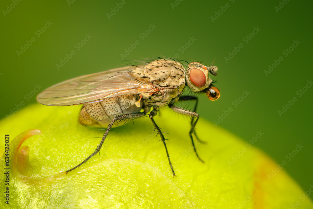 Fly making bubbles to cool down with blurred background and copy space Fly making bubbles to cool down with blurred background and copy space