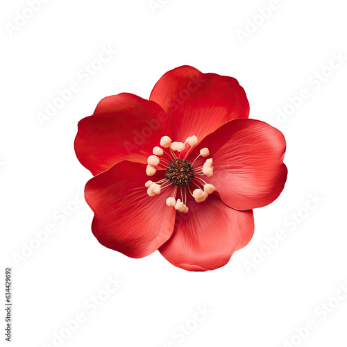 Red flower with five petals closeup Background of flowers