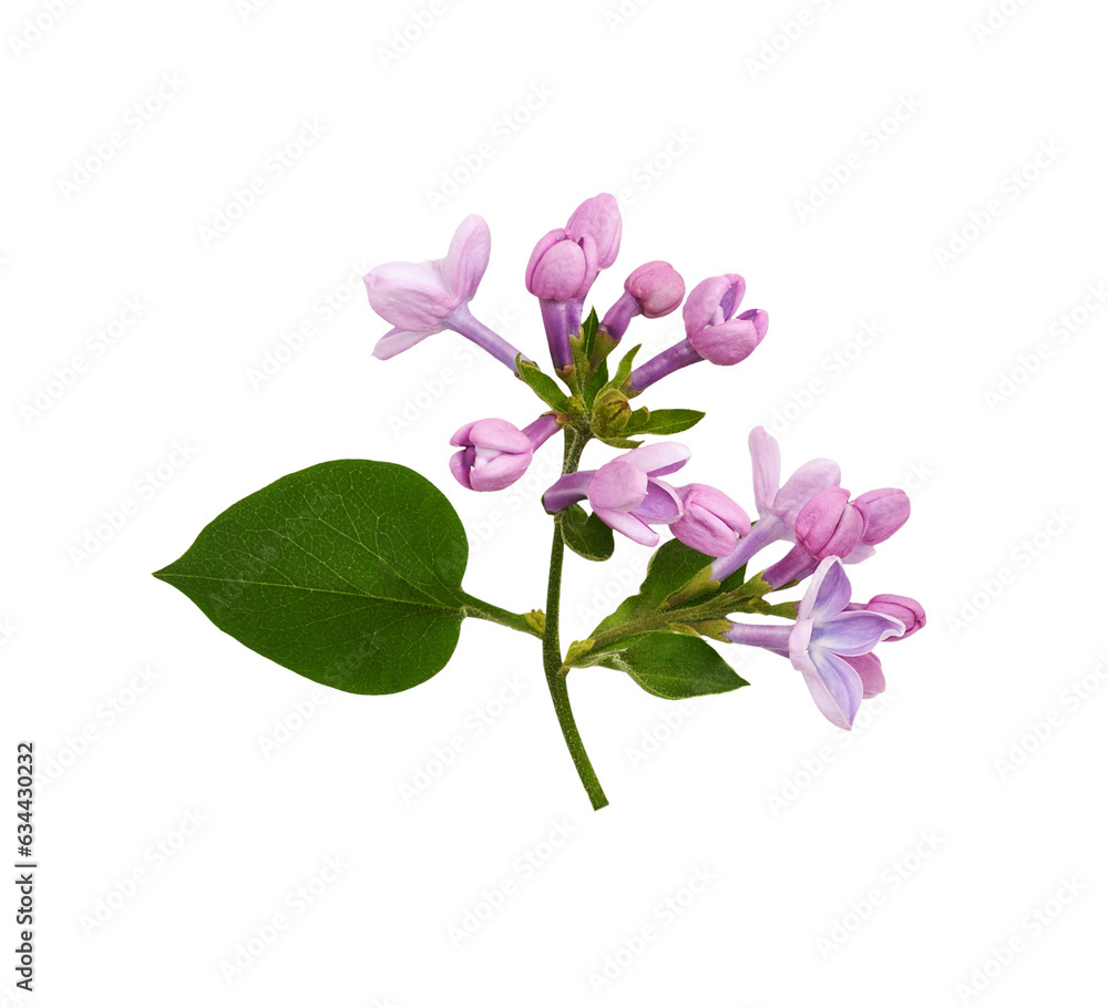 Twig of Lilac flowers and leaves isolated on white or transparent background Twig of Lilac flowers and leaves isolated on white or transparent background