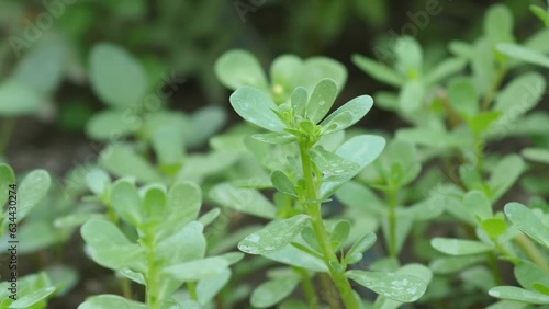 Medicinal purslane plant, green fresh purslane plant cultivated in the garden, breakfast purslane,