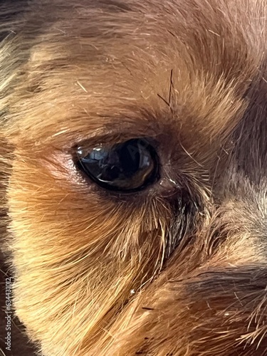 close brown eye of Yorkshire terrier dog breed. front view . pet look