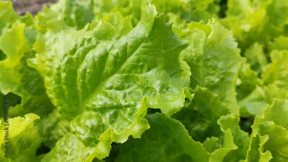 Leaves of the green salad in the summer kitchen garden.
Leaves of the green salad in the summer kitchen garden.