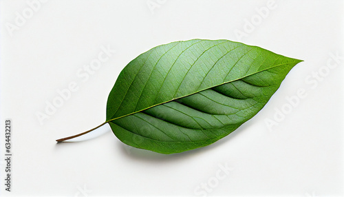 white background and green 1 simple leaf, Ai generated image photo