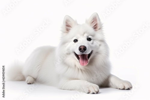 photo dog on a plain white background © artfisss