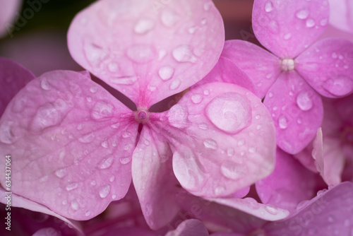 Fototapeta Naklejka Na Ścianę i Meble -  beautiful pink hydrangea flowers in the garden