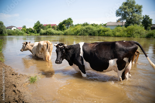 Wallpaper Mural cows bathe in the river near the village in hot summer Torontodigital.ca