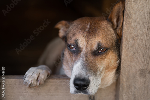 A lonely and sad guard dog on a chain near a dog house outdoors.