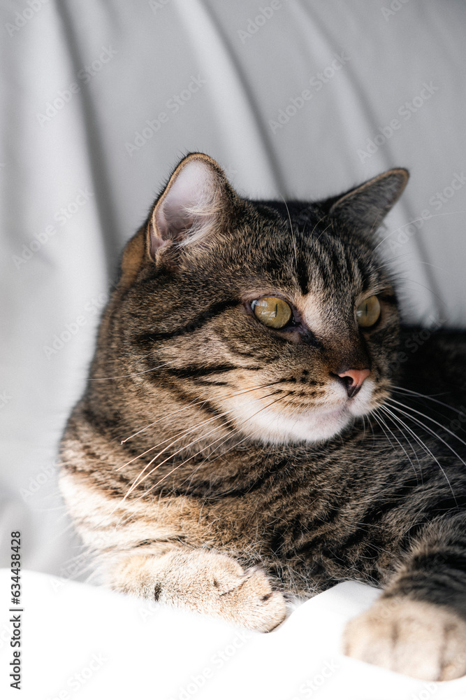 Obraz premium A striped cat lies on a white background, looks at the camera, plays with a toy, shows teeth, bites. Photo of a cat close up, from above. The breed is a mongrel. Beautiful cat.