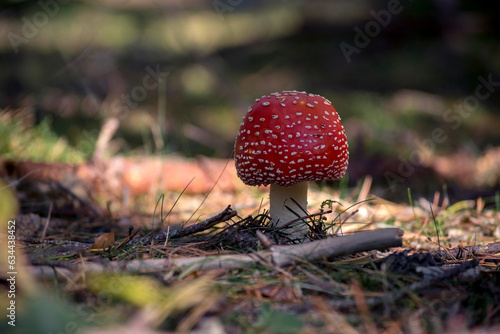 Muchomor czerwony trujący leśny grzyb