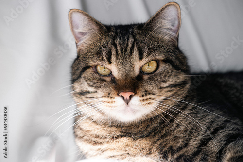 A striped cat lies on a white background, looks at the camera, plays with a toy, shows teeth, bites. Photo of a cat close up, from above. The breed is a mongrel. Beautiful cat.