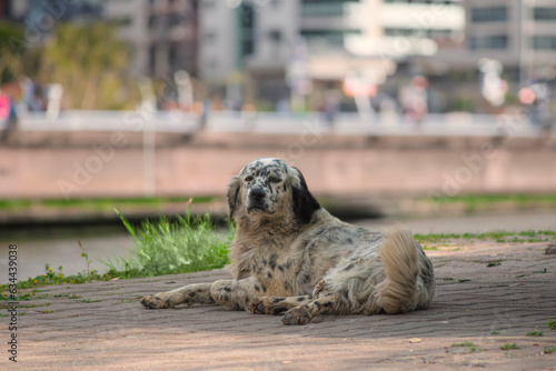 Portrait of a stray dog ​​standing in the street