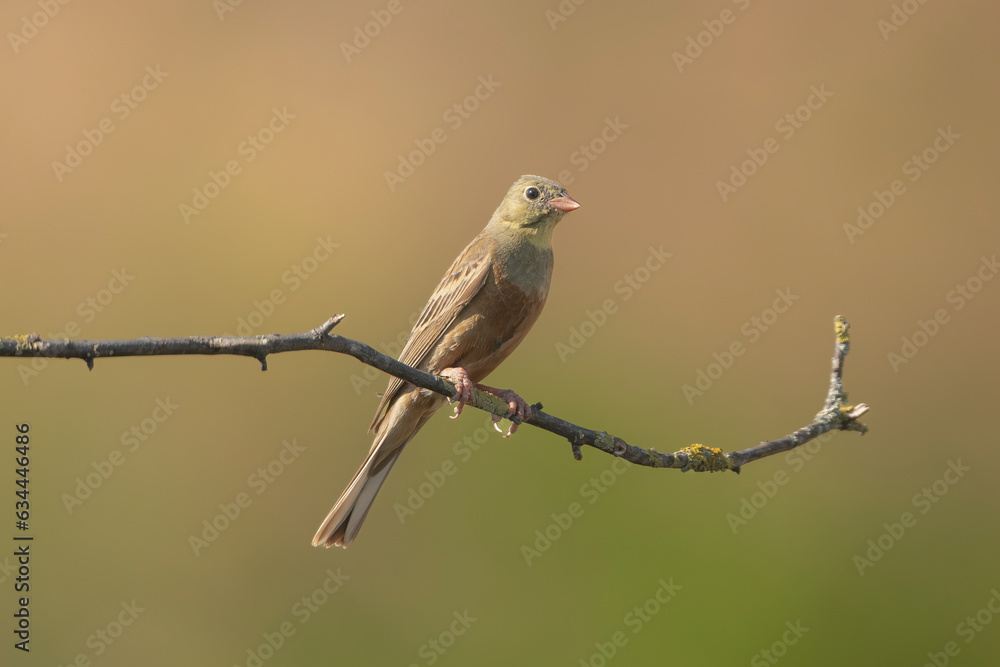 Ortolan, ortolan bunting - Emberiza hortulana perched at light brown green background. Photo from Ognyanovo in Dobruja, Bulgaria.