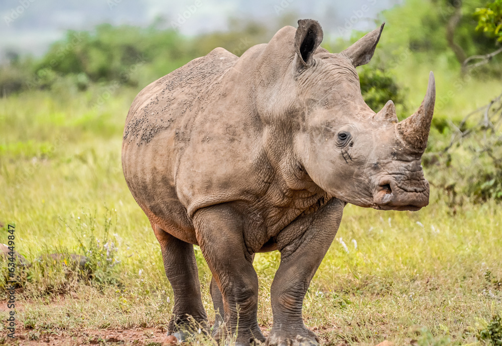 Naklejka premium Portrait of an African white Rhinoceros or Rhino or Ceratotherium simum also know as Square lipped Rhinoceros in a South African game reserve