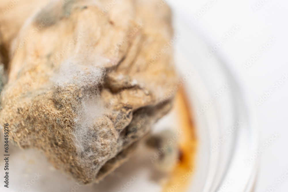 Obraz premium Mold on food macro on a white background. The danger of mold, stale products.