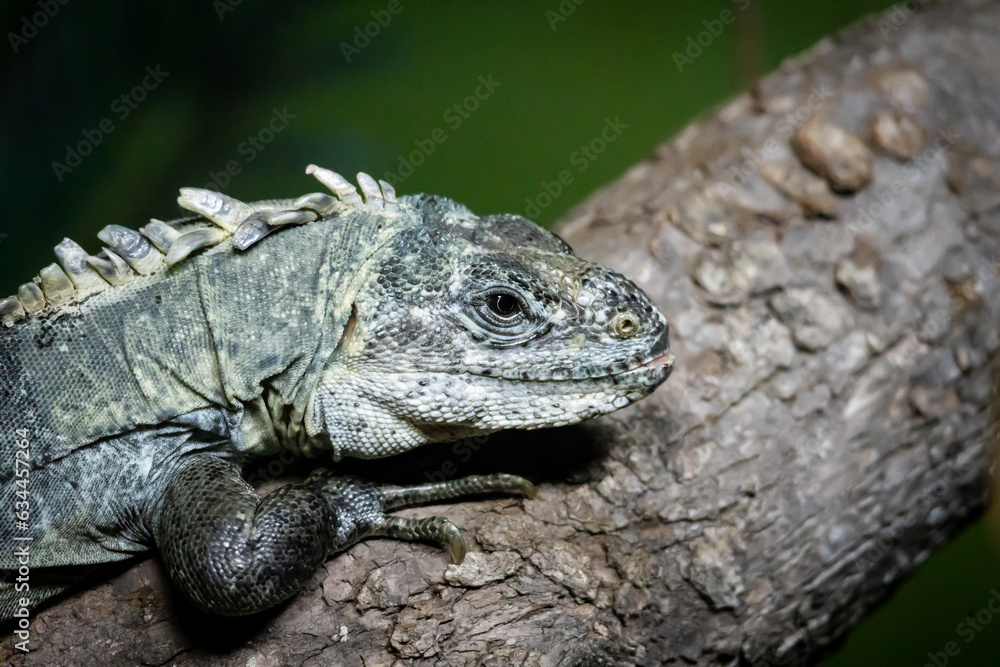 Fototapeta premium Iguana in the zoo