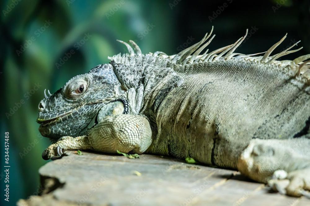 Fototapeta premium Iguana in the zoo