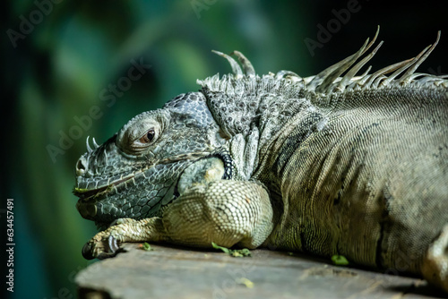 Fototapeta Naklejka Na Ścianę i Meble -  Iguana in the zoo