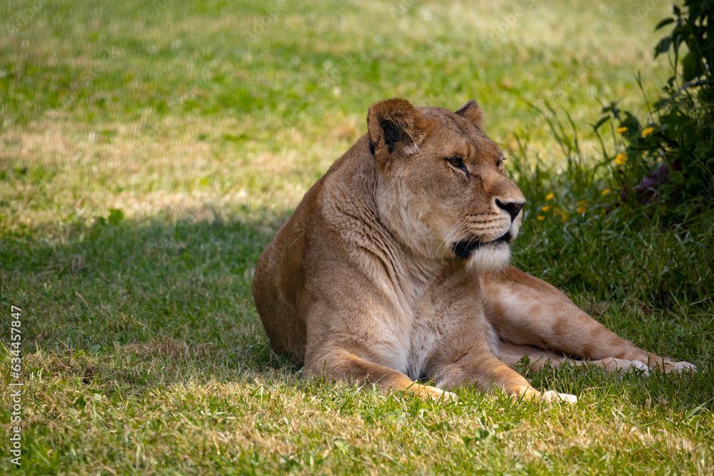 Fototapeta premium Lioness in the wildlife park