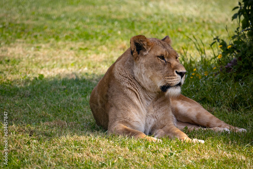 Lioness in the wildlife park