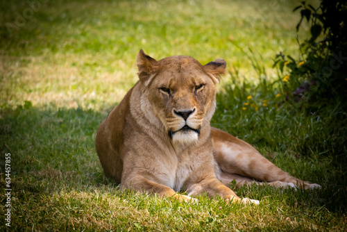 Lioness in the wildlife park
