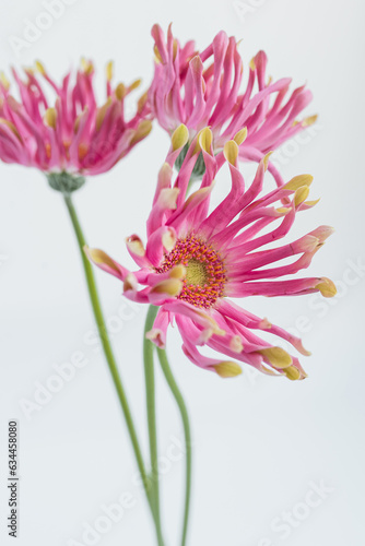 Elegant pink gerber flowers on white background. Aesthetic floral simplicity composition. Close up view flower