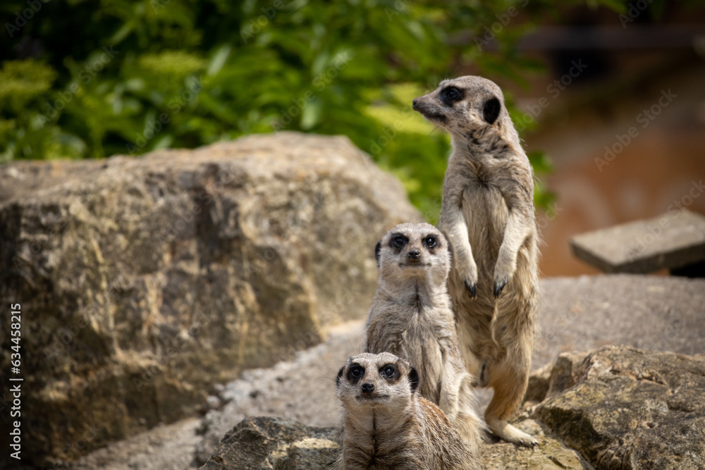 Fototapeta premium Meerkats on guard