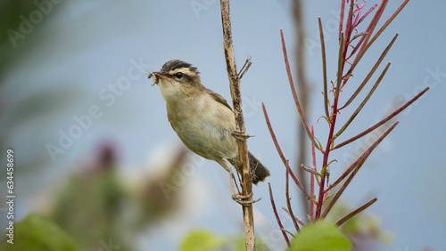 Sedge warbler bird on perch - Acrocephalus schoenobaenus photo