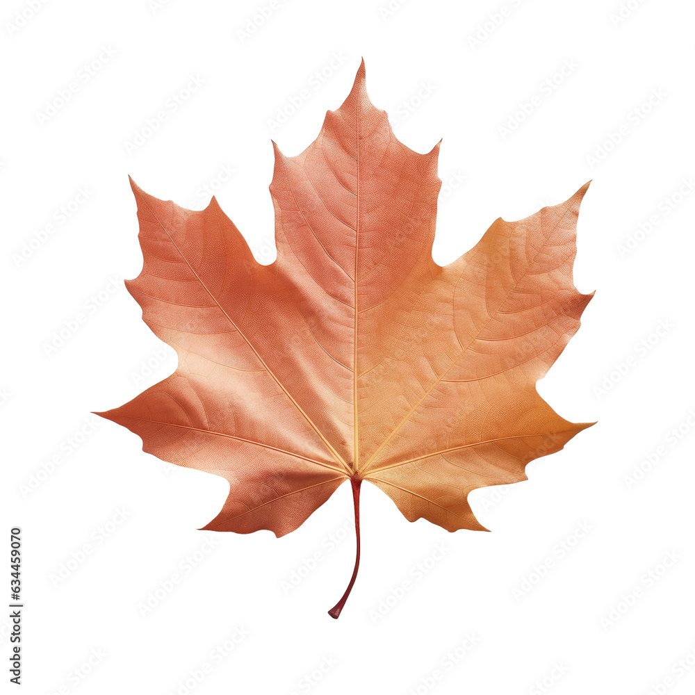 Autumn leaf Alone on transparent background Autumn leaf Alone on transparent background
