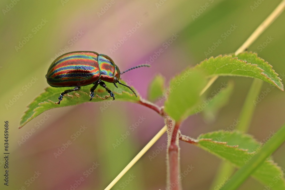 Fototapeta premium Regenbogen-Blattkäfer (Chrysolina cerealis)