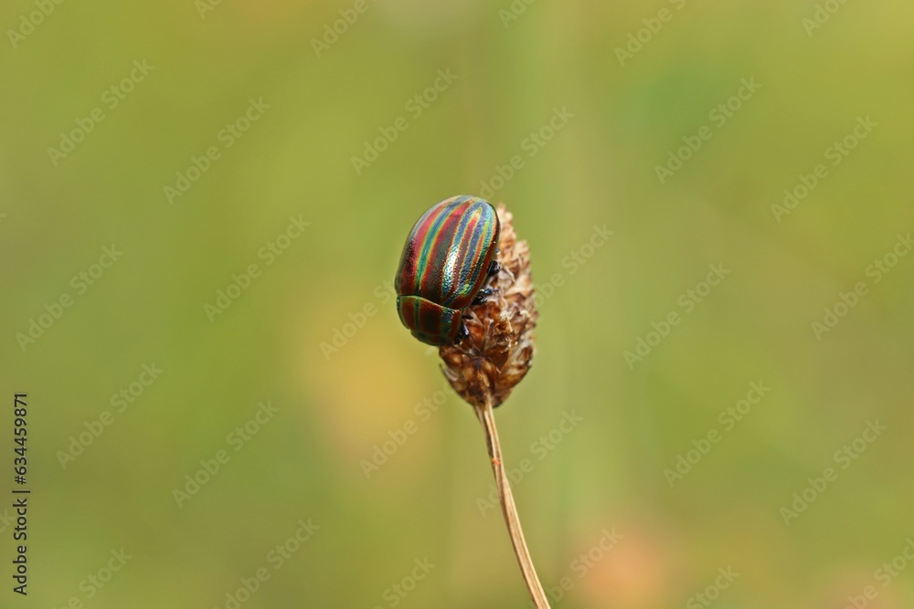Regenbogen-Blattkäfer (Chrysolina cerealis) Regenbogen-Blattkäfer (Chrysolina cerealis)