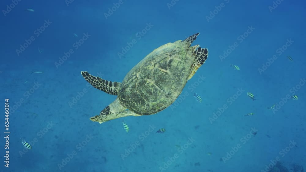 Sea Turtle swim slowly down to the deep of the blue water tropical fish floating around, Slow motion.Hawksbill Sea Turtle (Eretmochelys imbricata) dives to the blue depth, Top view Sea Turtle swim slowly down to the deep of the blue water tropical fish floating around, Slow motion.Hawksbill Sea Turtle (Eretmochelys imbricata) dives to the blue depth, Top view