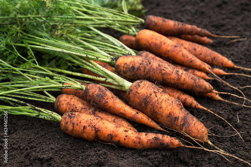 Bunch of organic dirty orange carrot harvest in garden on soil ground close up. Eco bio farming