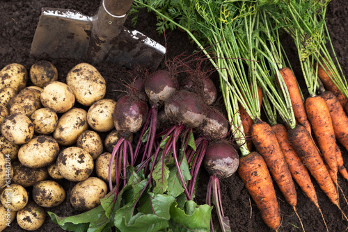 Autumn harvest of fresh raw carrot, beetroot and potatoes on soil in garden, top view, close up. Organic vegetables background, harvesting photo