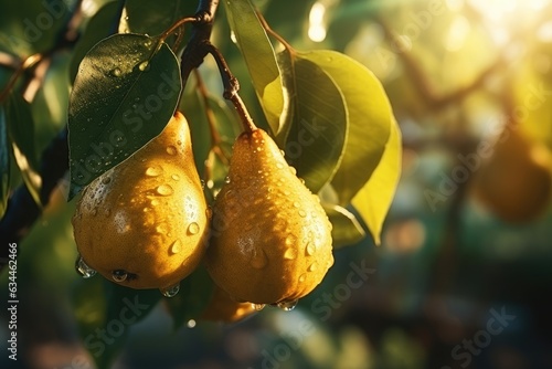 Tableau sur toile Ripe green pears on tree branch with green leaves and water drops in fruit garden, close-up