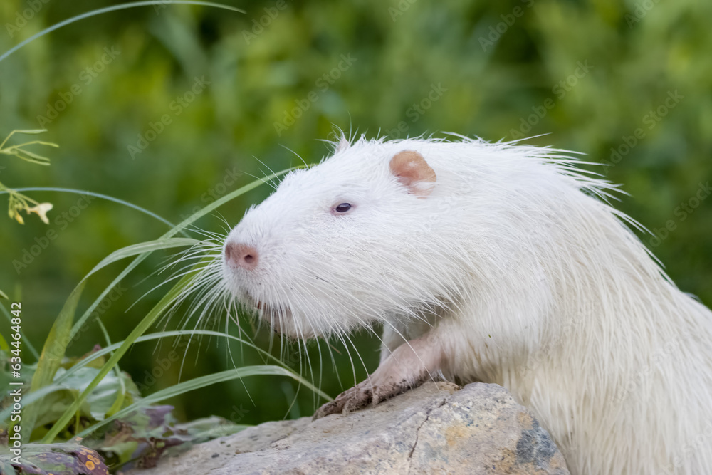 White young nutria climbs up on the stone and looks into a camera with green background. White nutria stands and sniffs on a rock. Albino nutria close-up portrait. White young nutria climbs up on the stone and looks into a camera with green background. White nutria stands and sniffs on a rock. Albino nutria close-up portrait.