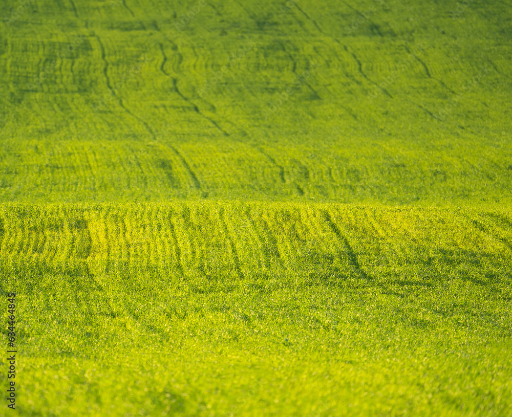 summer landscape, field with green grass and horizon, textured sunset sky, sun summer landscape, field with green grass and horizon, textured sunset sky, sun