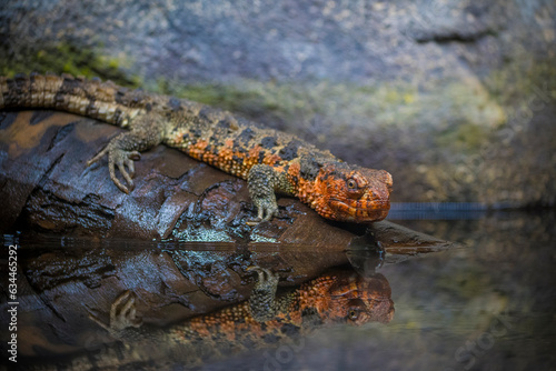 Close-up shot of Chinese crocodile lizard near water photo