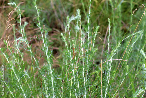 A type of wormwood grows in nature - Artemisia marshalliana © orestligetka