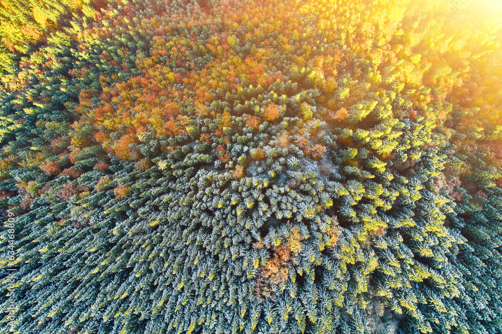 Aerial view of forest in foliage season. Natural green, orange and yellow background.